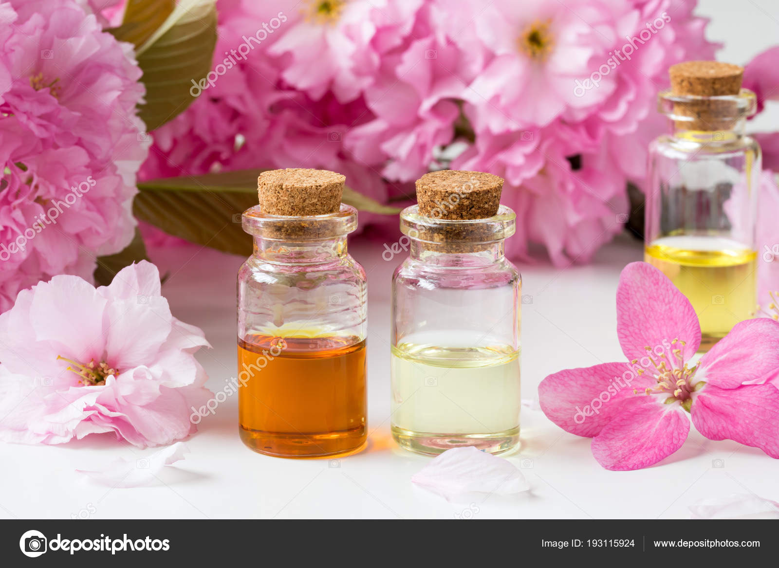 Bottles of essential oil with pink cherry blossoms Stock Photo by